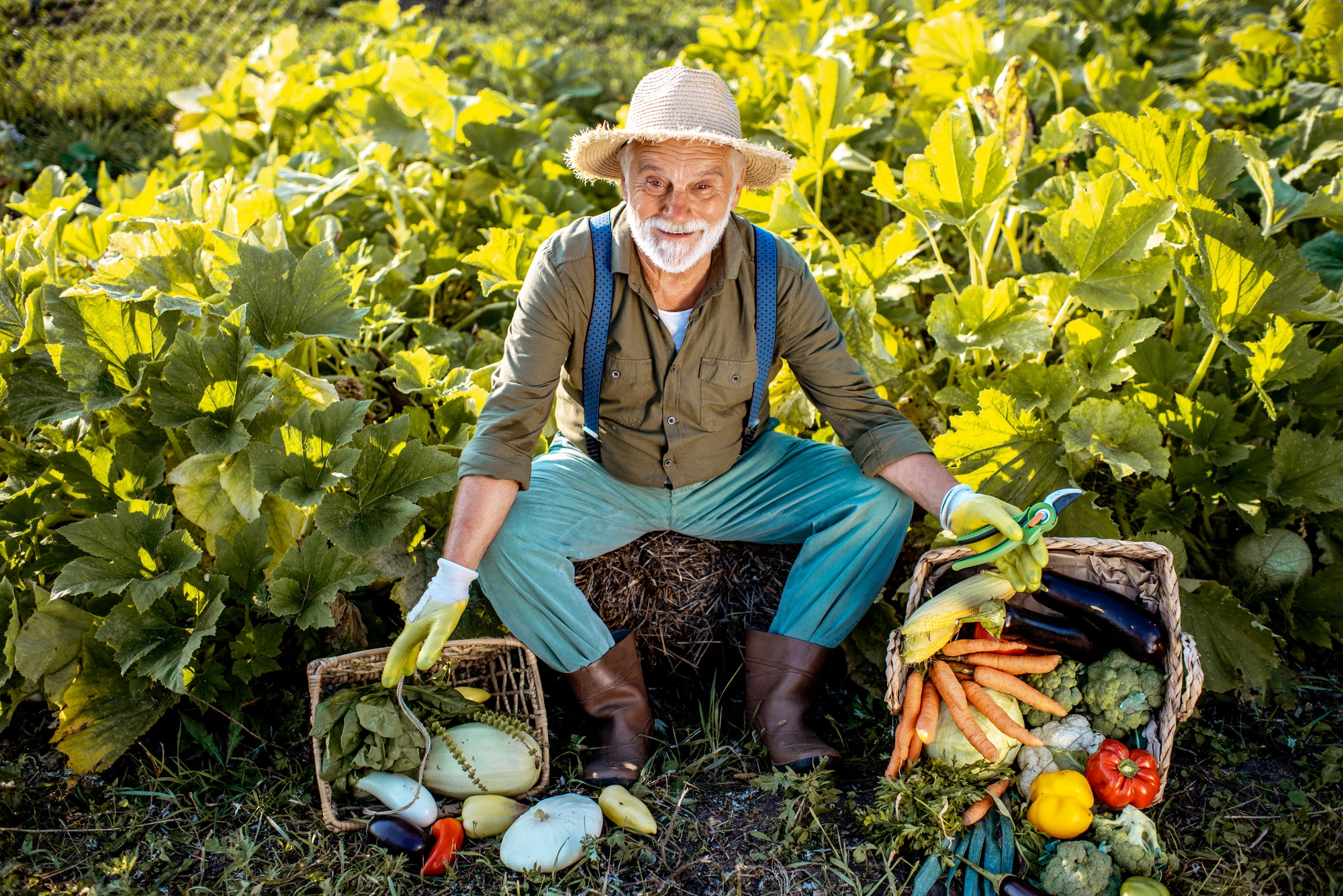 Senior man with vegetables on the garden